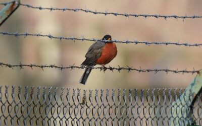 American Robin – Rockefeller State Park Preserve