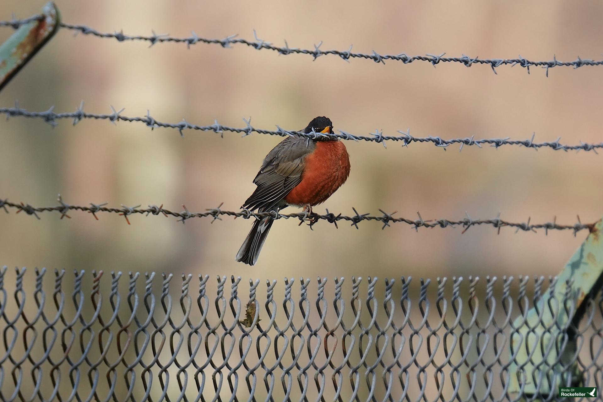 An american robin perched on a barbed wire fence.