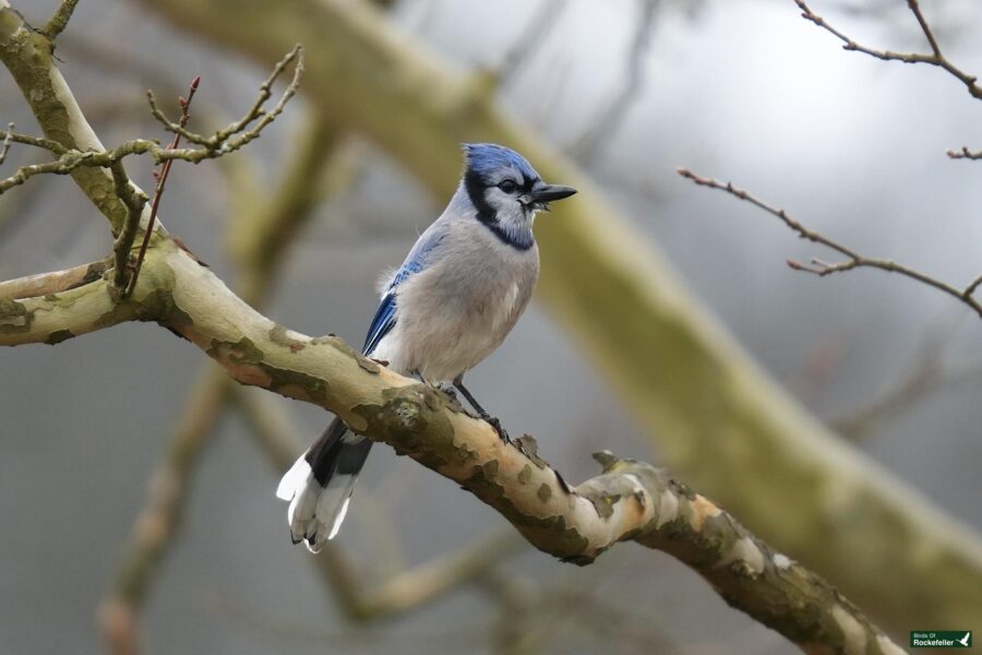 A blue jay perched on a tree branch with a blurred background.