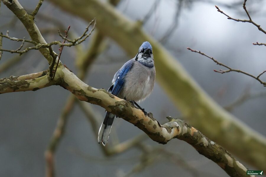 Blue jay perched on a branch with a soft-focus background.