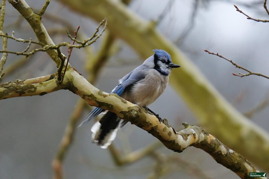 A blue jay perched on a bare tree branch.