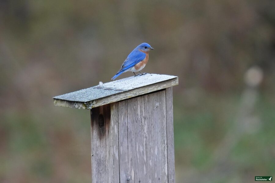 An eastern bluebird perched on a wooden birdhouse.