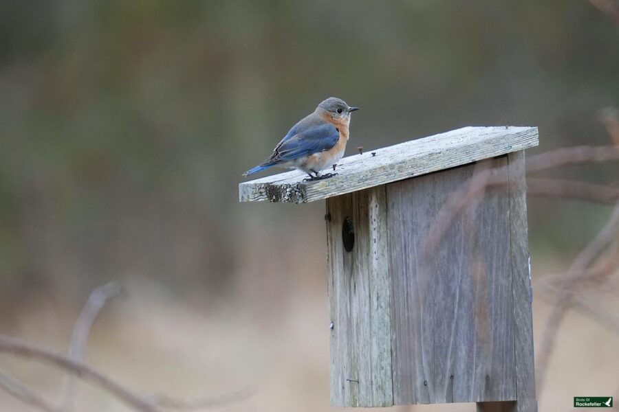 An eastern bluebird perched on a wooden birdhouse in a natural setting.