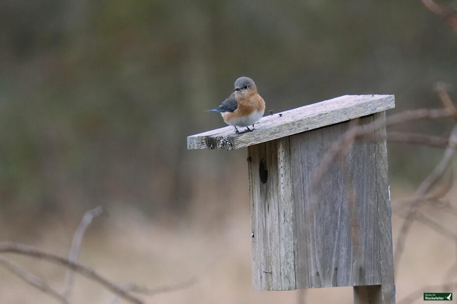 A bird perched on top of a wooden birdhouse against a blurred natural background.