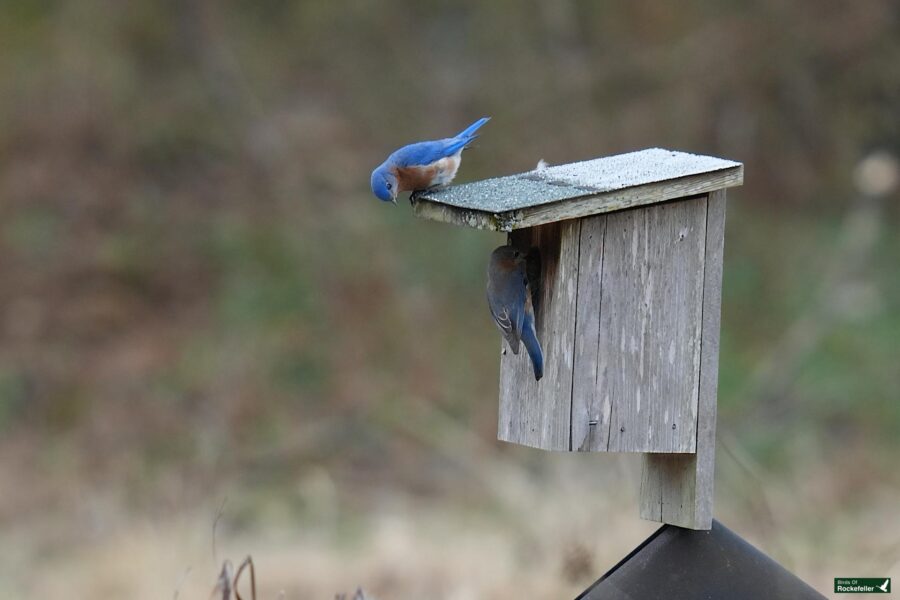 Two bluebirds perch on and near a wooden birdhouse.