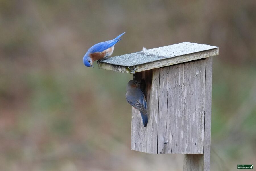 Two eastern bluebirds at a birdhouse, one perched on top and the other clinging to the side.