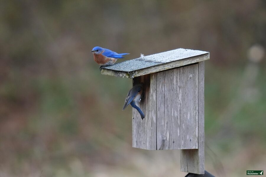 Two bluebirds on a wooden birdhouse, one perched on top and the other peeking out from the entrance hole.