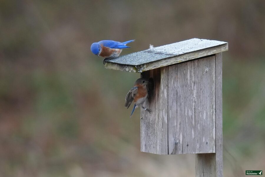 Two bluebirds at a wooden birdhouse, one perched on the roof and the other on the entrance hole.