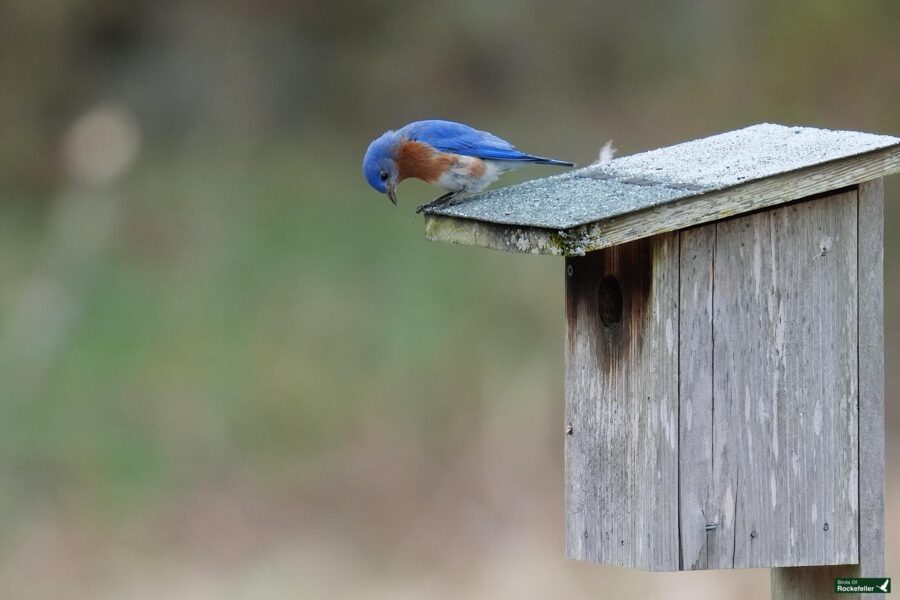 An eastern bluebird perched on the edge of a wooden birdhouse.