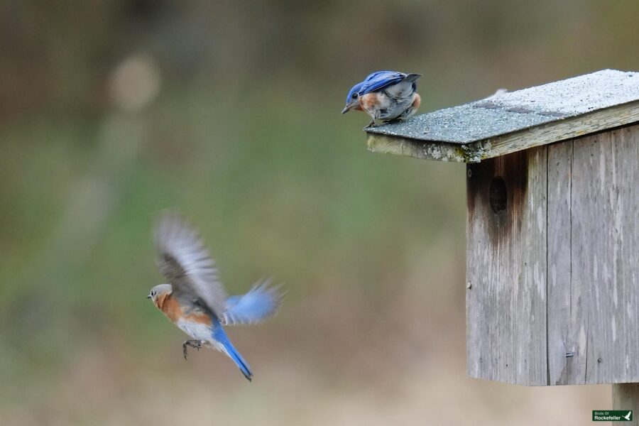 Bluebird in flight approaching a birdhouse while another perches on top.