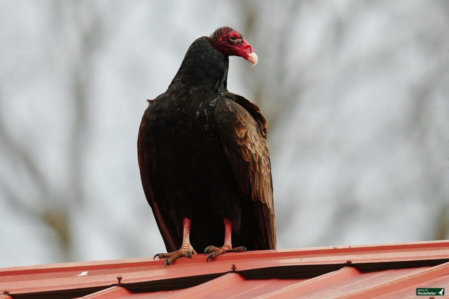 A turkey vulture perched on a red roof with a blurred background.