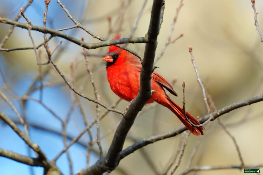 A bright red cardinal perched on a bare tree branch.