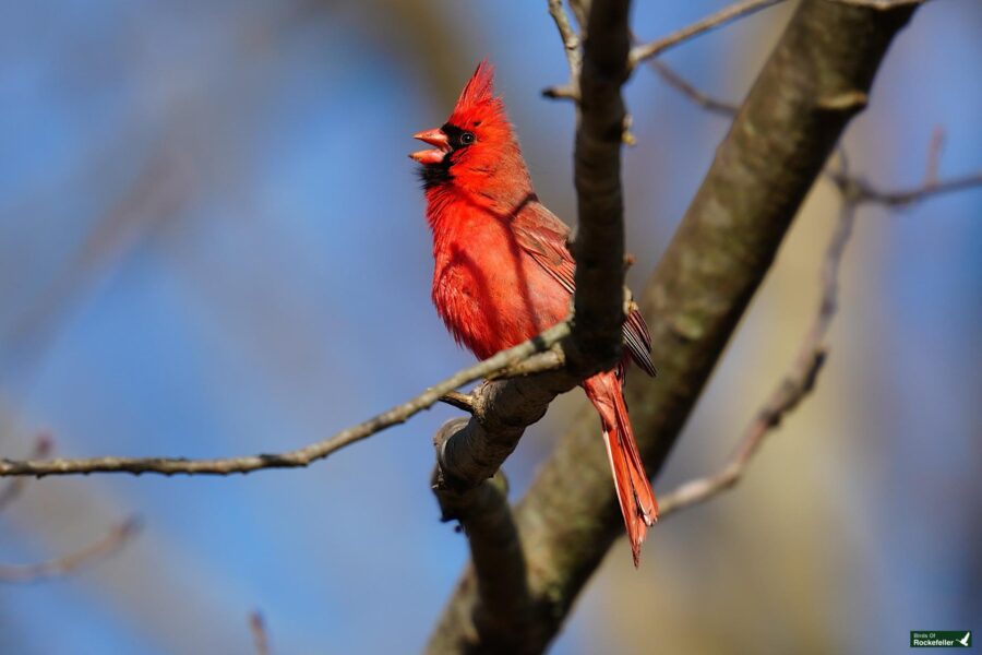 A red cardinal perched on a branch against a blue sky background.