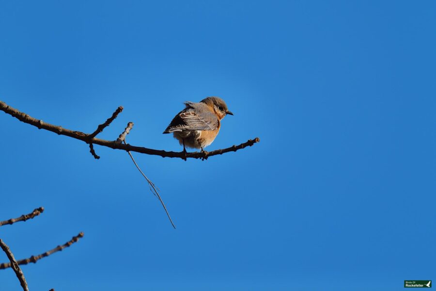 A small bird perched on a bare branch against a clear blue sky.