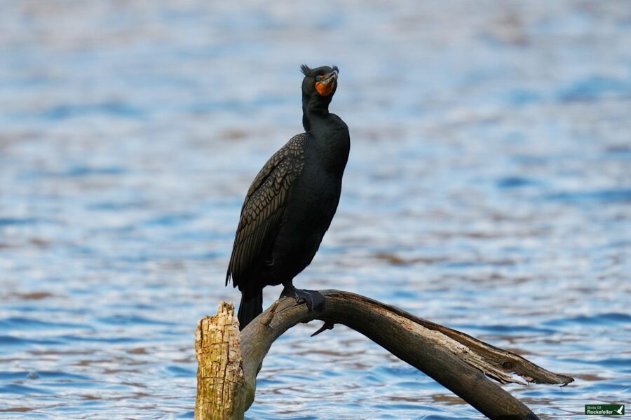 A cormorant perched on a branch over water.