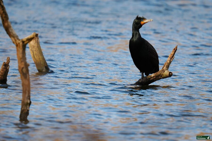 Cormorant perched on a branch above water.