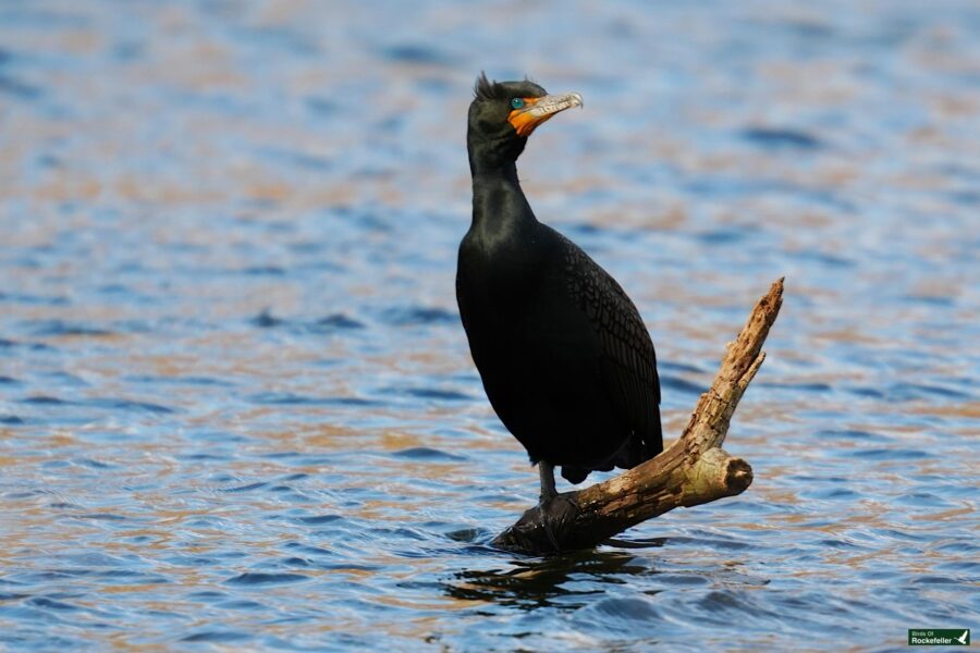 Double-crested cormorant perched on a branch above water.