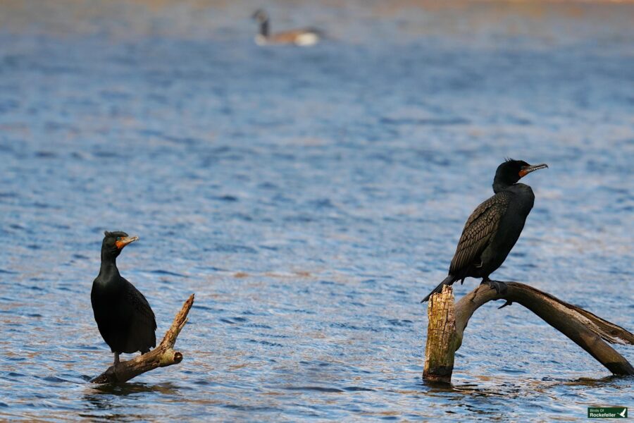 Two cormorants perching on a branch above water with a duck swimming in the background.