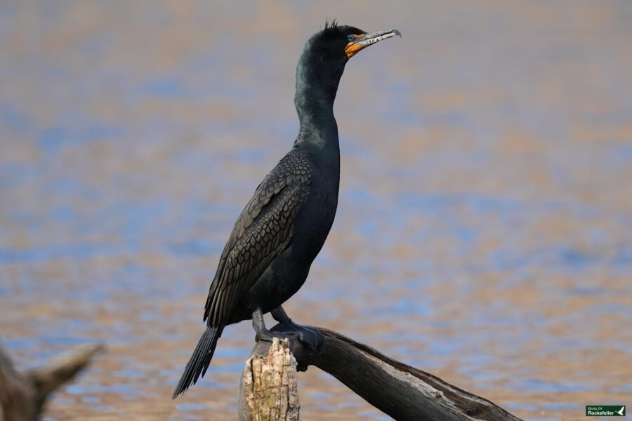 A cormorant perched on a wooden log above water.