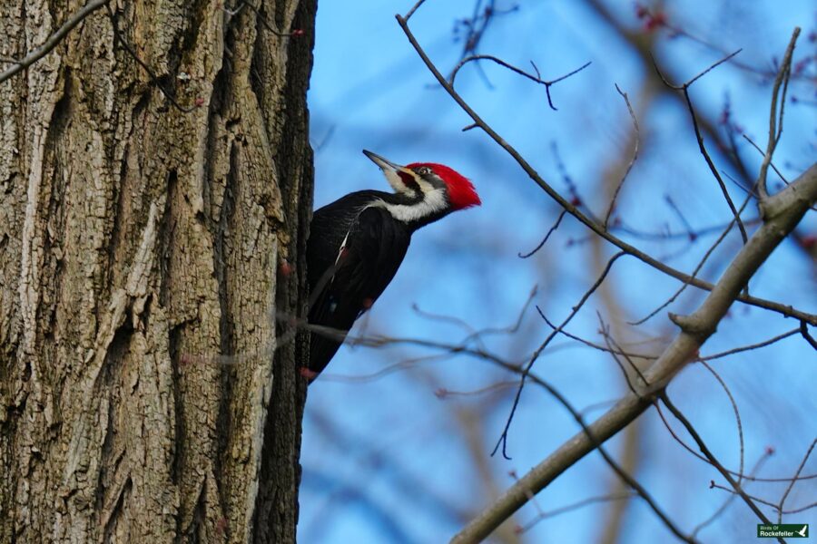 A pileated woodpecker on the trunk of a tree with a clear blue sky in the background.