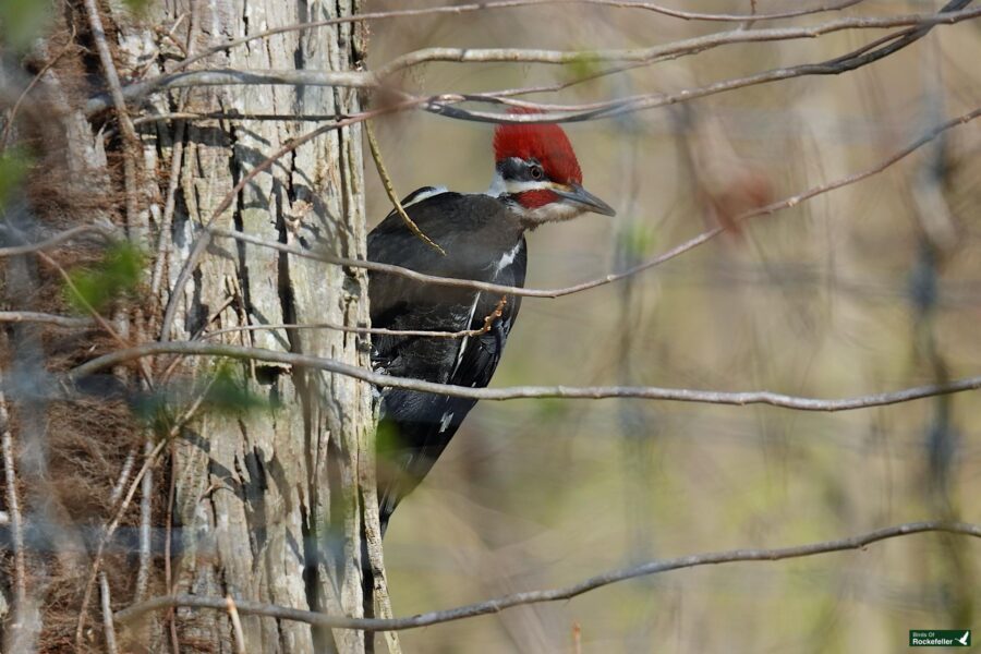 A red-headed woodpecker perched on a tree trunk, partially obscured by thin branches.