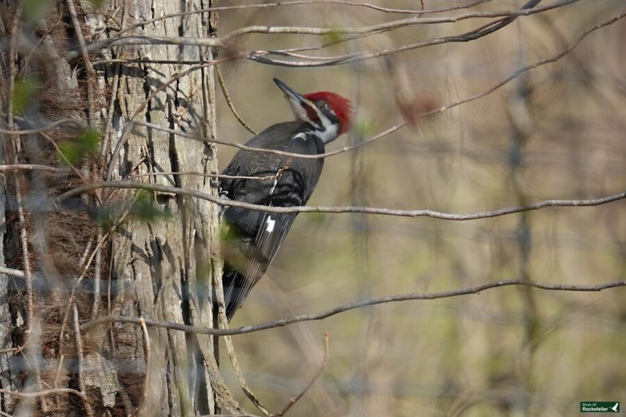 A pileated woodpecker clinging to the side of a tree.