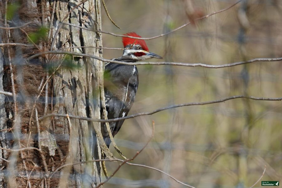 A pileated woodpecker perched on a tree trunk, partly obscured by thin branches.