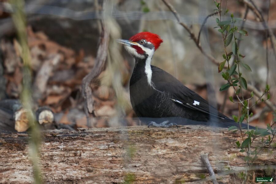 A pileated woodpecker perched on a fallen tree trunk in a woodland area.