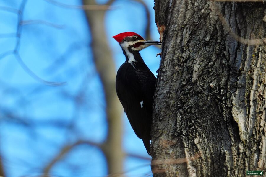 A pileated woodpecker foraging on a tree trunk.