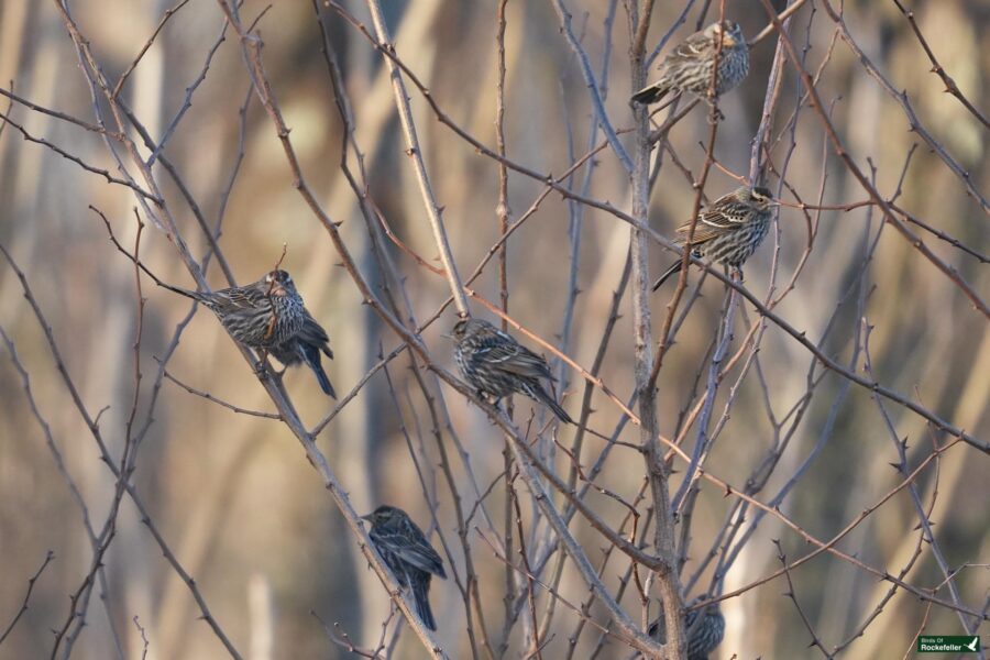 Birds perched on the bare branches of a tree.