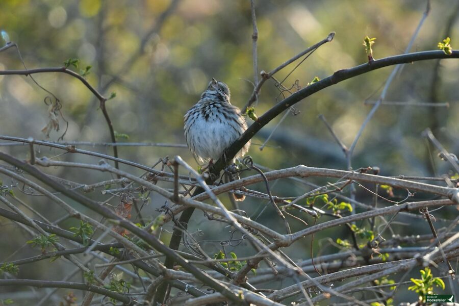 A songbird perched on a branch amidst budding foliage.