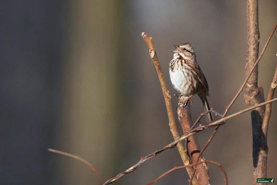 A song sparrow perched on a branch against a blurred natural background.