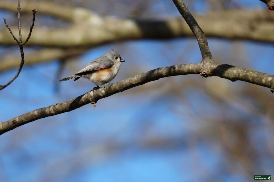 A tufted titmouse perched on a bare tree branch against a clear blue sky.