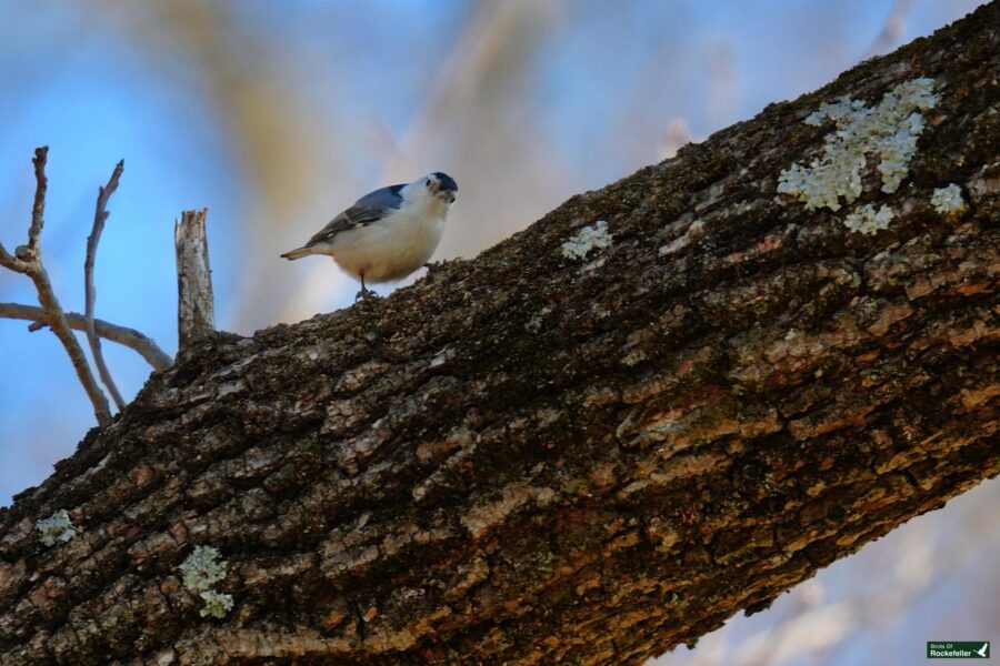 A small bird perched on a lichen-covered tree branch against a blue sky background.