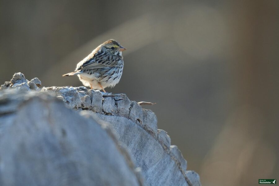 A small bird perched on a tree trunk in a natural setting.