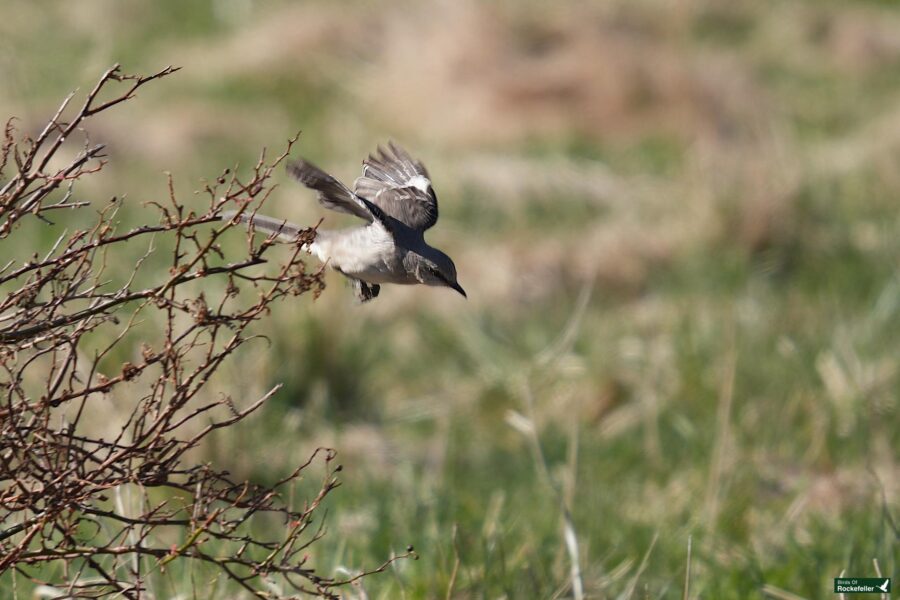 A bird in mid-flight near some leafless branches against a grassy background.