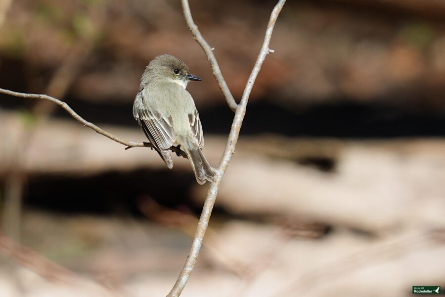 A small bird perched on a thin branch against a blurred natural background.