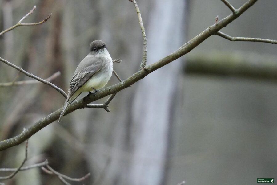 A small bird perched on a bare branch with a blurred natural background.