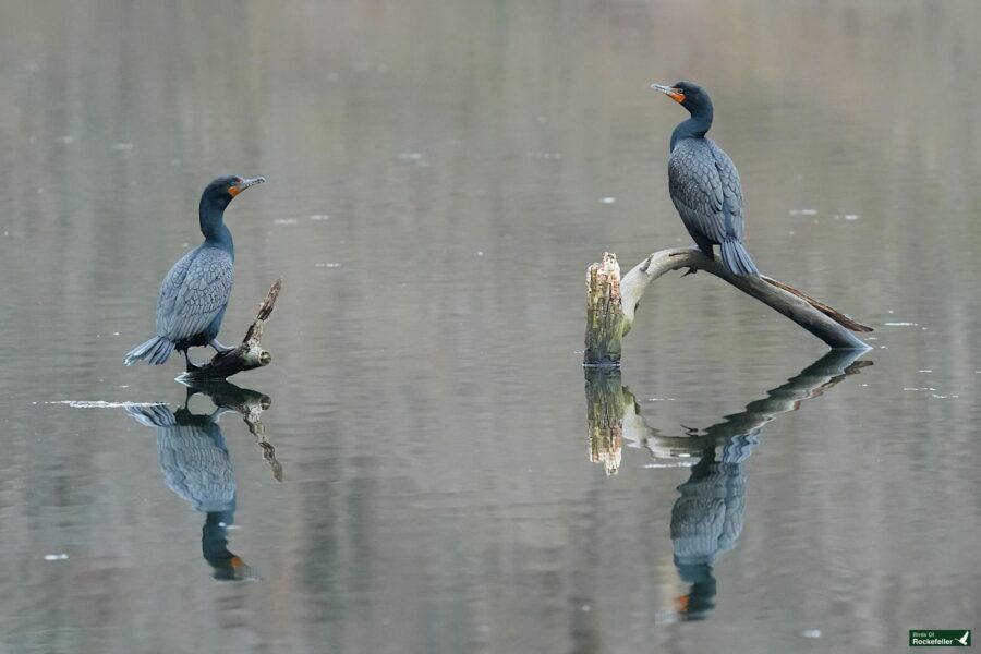 Two cormorants perched near water with reflections visible.