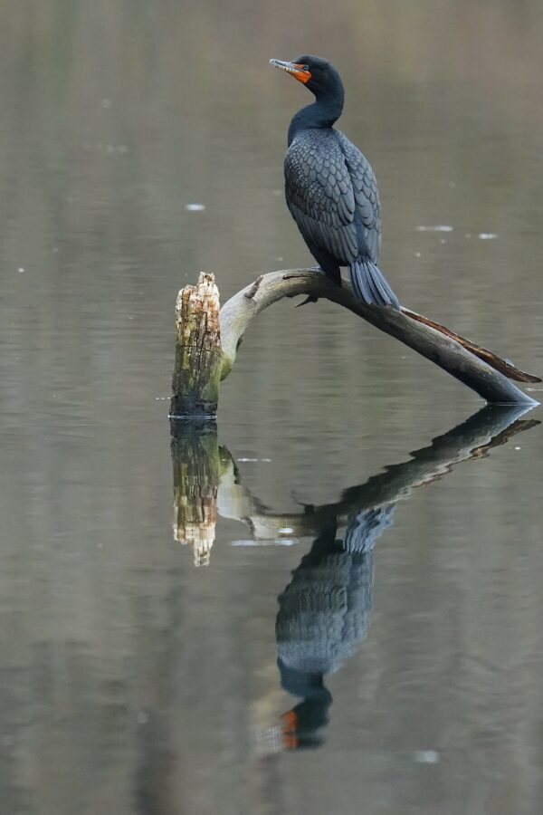 Cormorant perched on a branch over water with its reflection visible below.