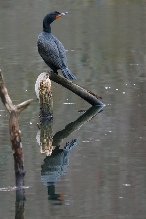 A cormorant perched on a tree stump above water with its reflection visible.