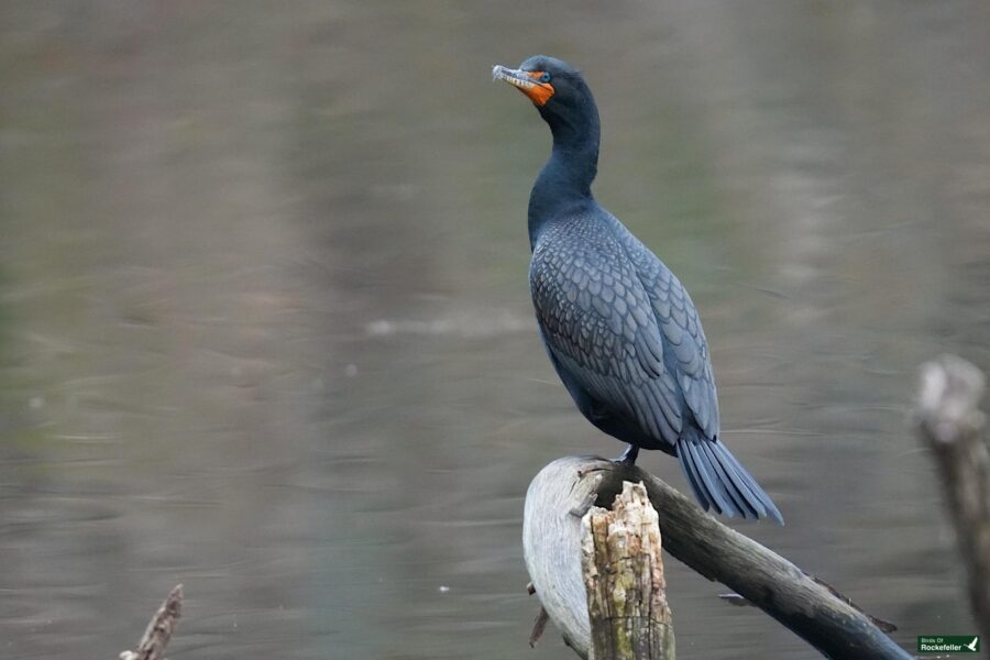 A cormorant perched on a branch over water with its beak slightly open.