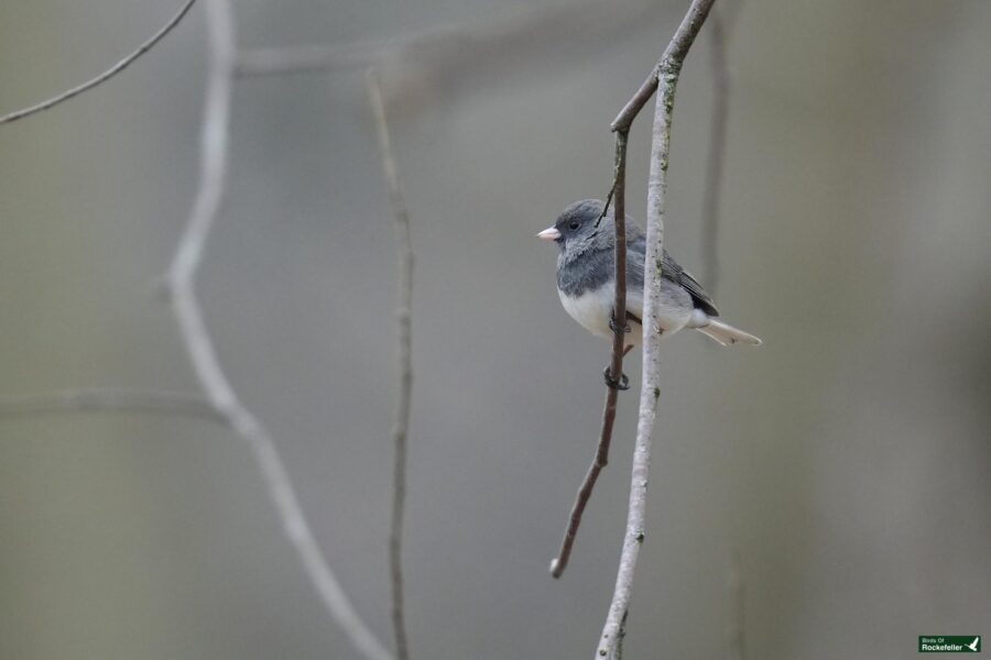 A small bird perched on a thin branch against a blurred background.