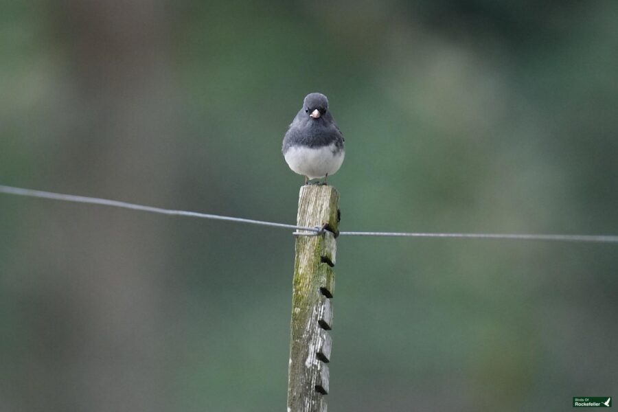 A dark-capped bird perched on a wooden post, with a green blurry background.