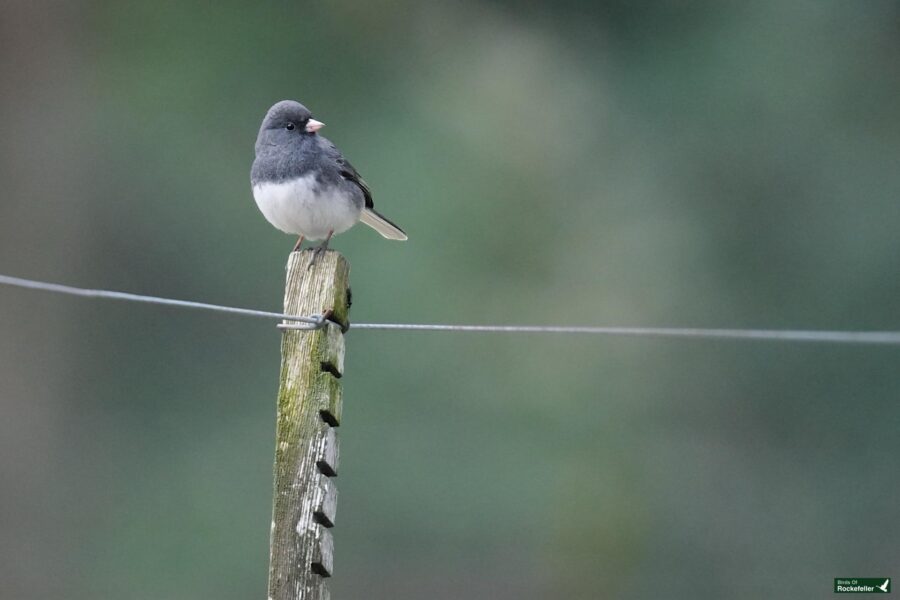 A dark-eyed junco perched on a wooden post with a green blurred background.