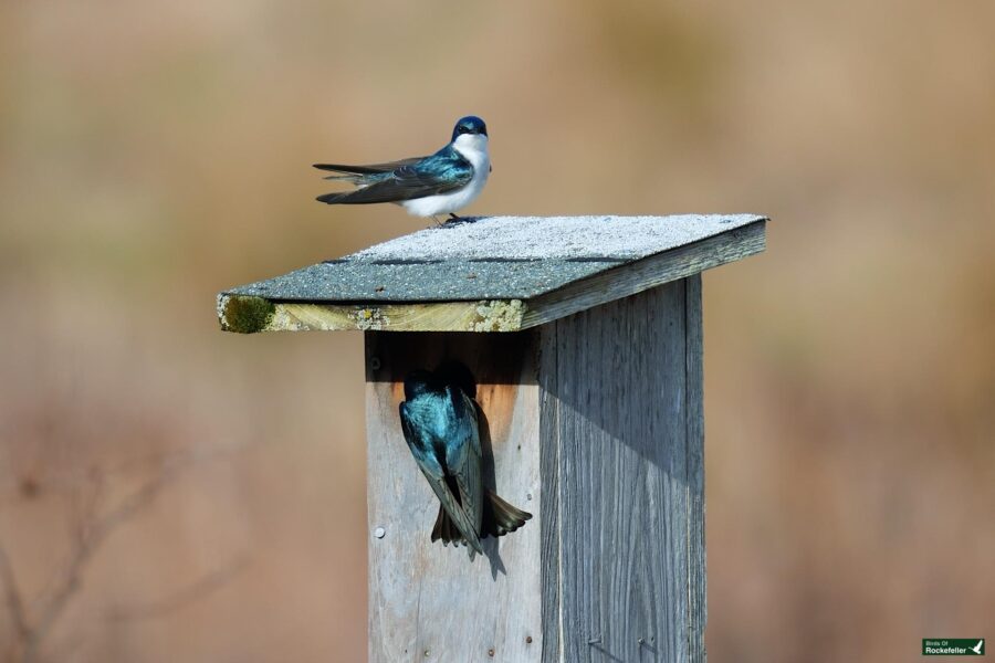 A tree swallow perched on top of a birdhouse with another peeking out from the entrance below.