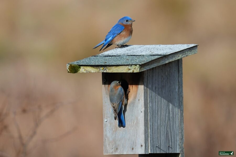 Two bluebirds perched at a wooden birdhouse, one on the roof and another peering out from the entrance hole.