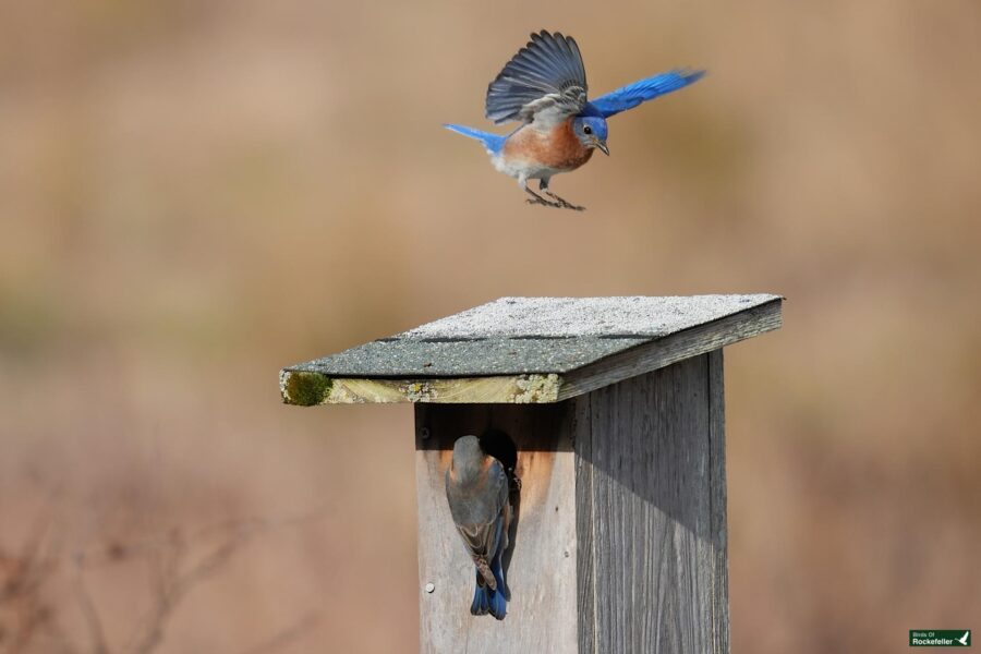 A bluebird in flight approaching a birdhouse while another peers out from the entrance.