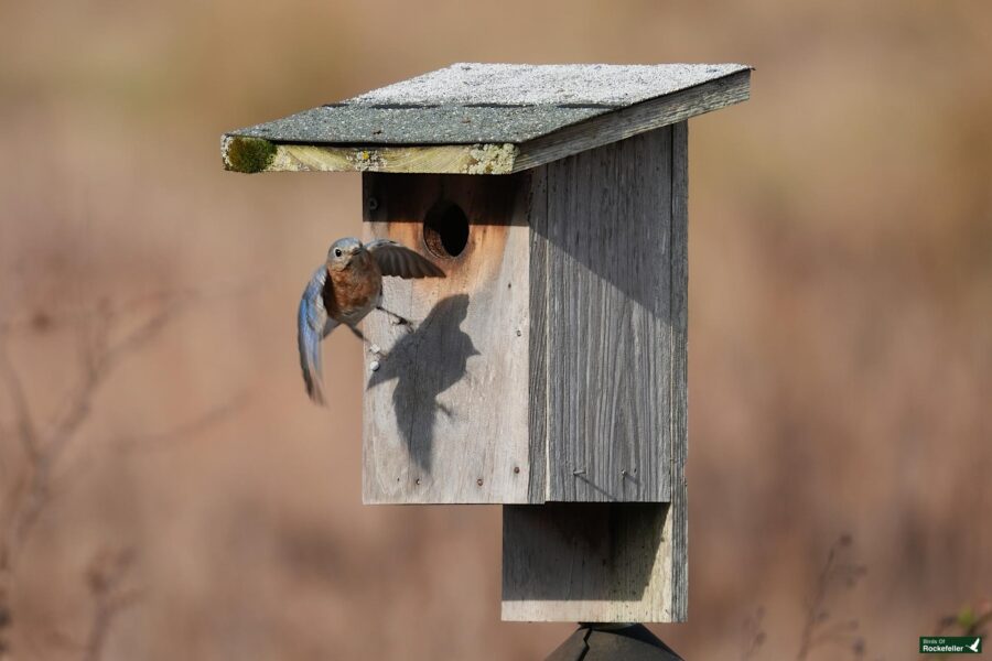 A bluebird approaches the entrance of a weathered wooden birdhouse.