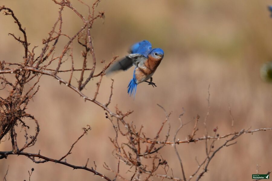 Eastern bluebird in mid-flight amongst bare branches.